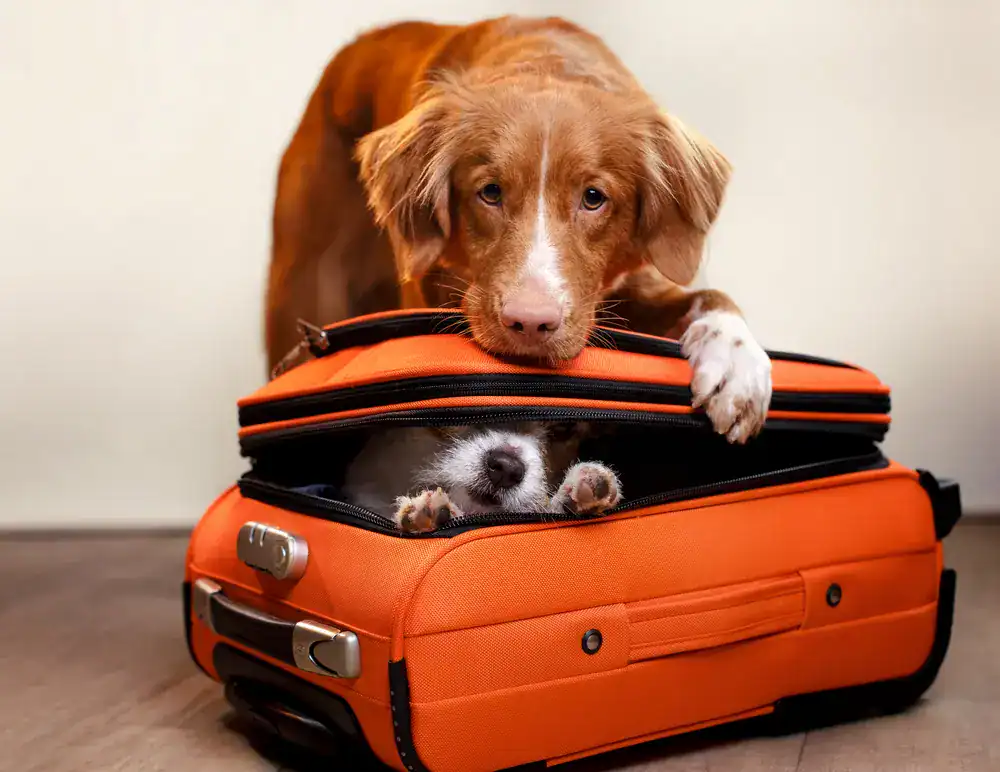Hund reist mit in den Urlaub